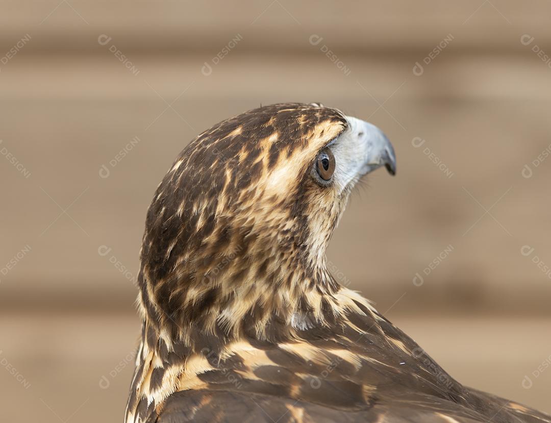 Retrato de falcão de asa de telha. Cabeça de ave de rapina