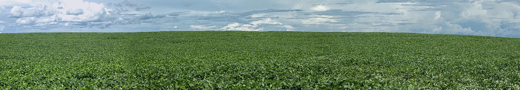 Fotos Plantação de soja agrícola no céu azul planta de soja verde crescente contra a luz solar