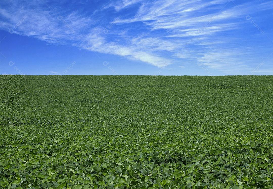 Fotos Plantação de soja agrícola no céu azul planta de soja verde crescente contra a luz solar