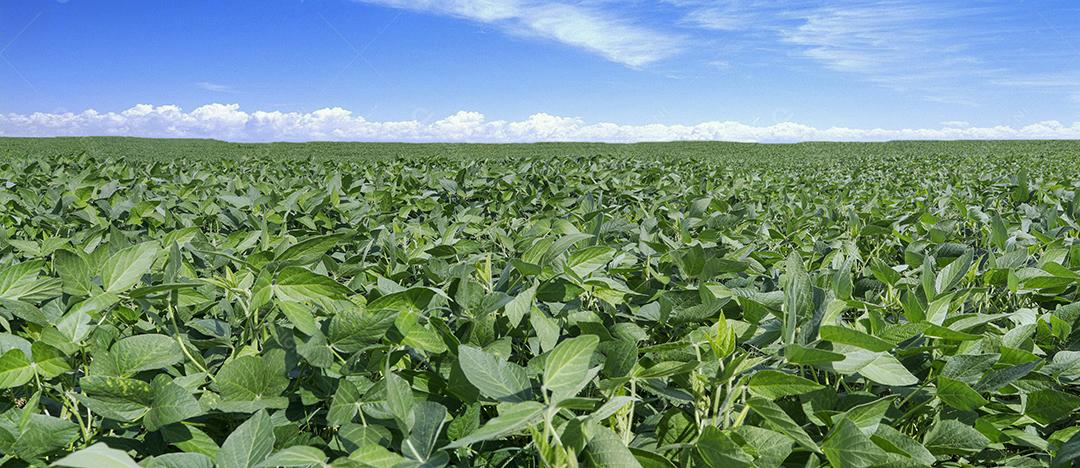 Fotos Plantação de soja agrícola no céu azul planta de soja verde crescente contra a luz solar