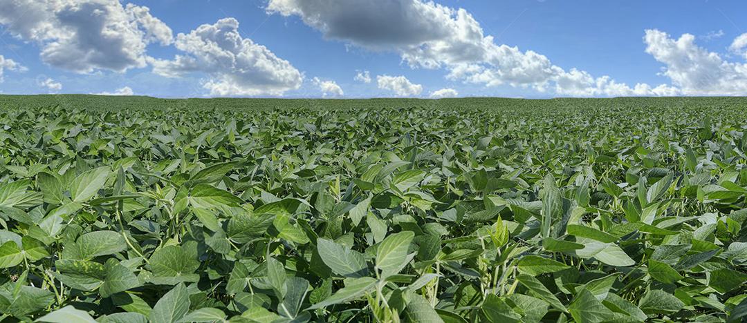 Fotos Plantação de soja agrícola no céu azul planta de soja verde crescente contra a luz solar