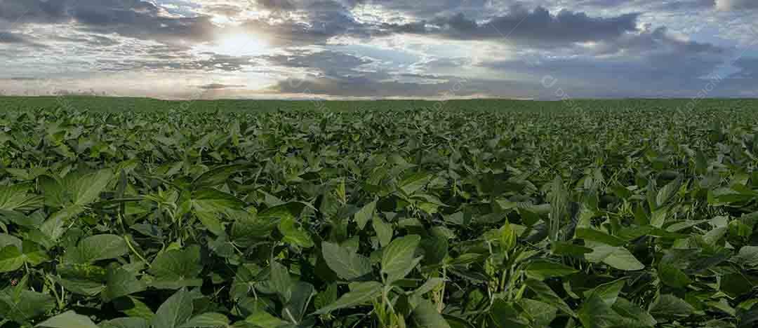 Fotos Plantação de soja agrícola no céu azul planta de soja verde crescente contra a luz solar