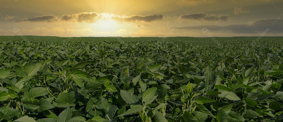 Fotos Plantação de soja agrícola no céu azul planta de soja verde crescente contra a luz solar
