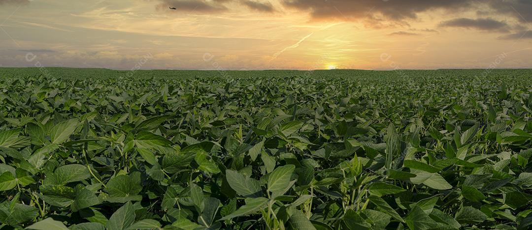 Fotos Plantação de soja agrícola no céu azul planta de soja verde crescente contra a luz solar