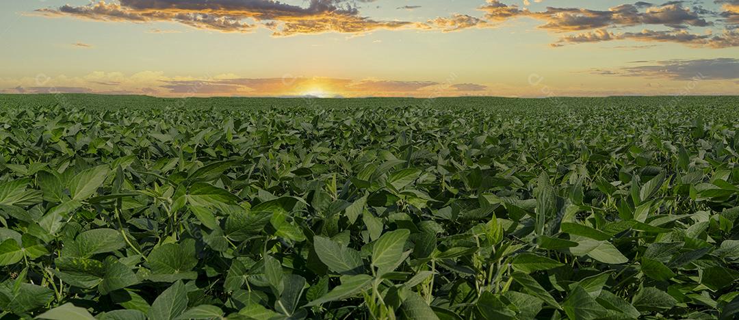 Fotos Plantação de soja agrícola no céu azul planta de soja verde crescente contra a luz solar