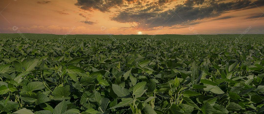 Fotos Plantação de soja agrícola no céu azul planta de soja verde crescente contra a luz solar