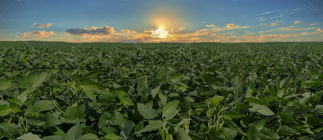 Fotos Plantação de soja agrícola no céu azul planta de soja verde crescente contra a luz solar