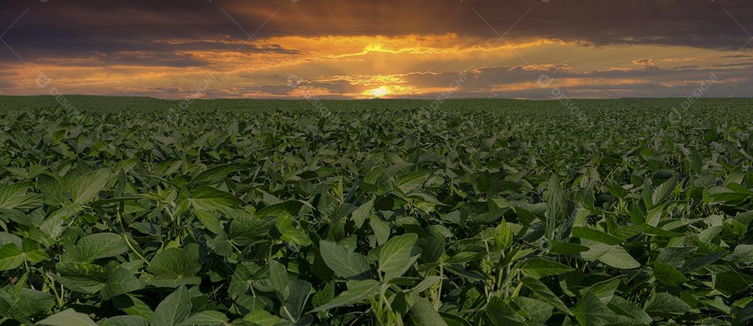 Fotos Plantação de soja agrícola no céu azul planta de soja verde crescente contra a luz solar