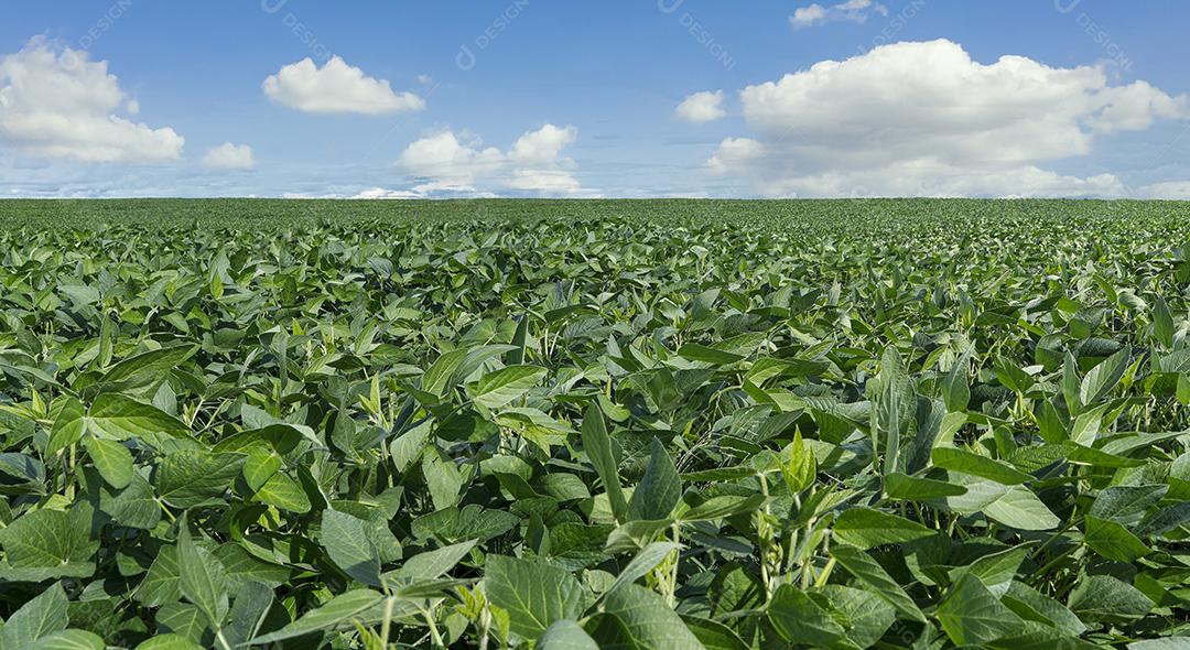 Fotos Plantação de soja agrícola no céu azul planta de soja verde crescente contra a luz solar