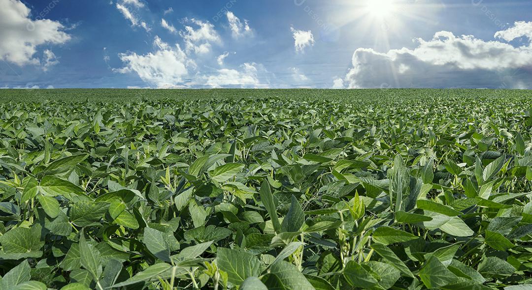 Fotos Plantação de soja agrícola no céu azul planta de soja verde crescente contra a luz solar
