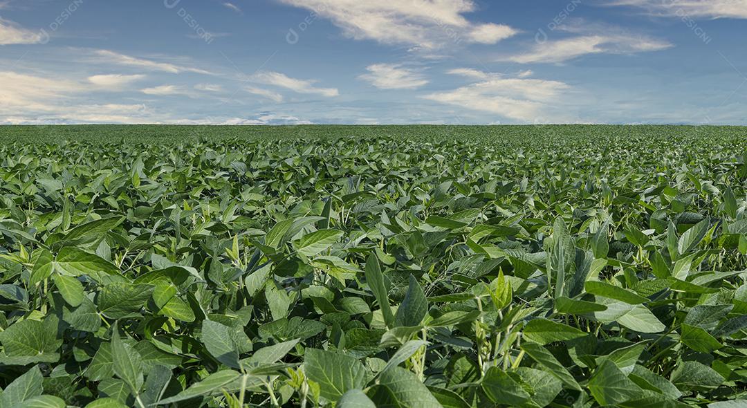Fotos Plantação de soja agrícola no céu azul planta de soja verde crescente contra a luz solar