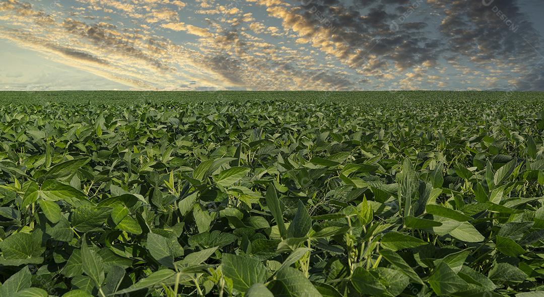 Fotos Plantação de soja agrícola no céu azul planta de soja verde crescente contra a luz solar