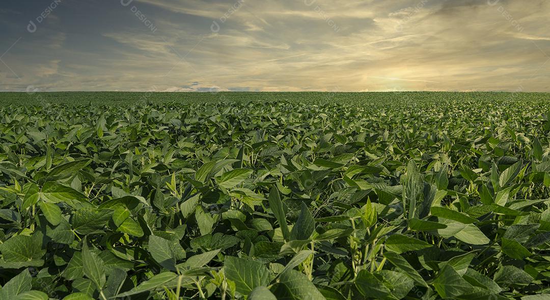 Fotos Plantação de soja agrícola no céu azul planta de soja verde crescente contra a luz solar