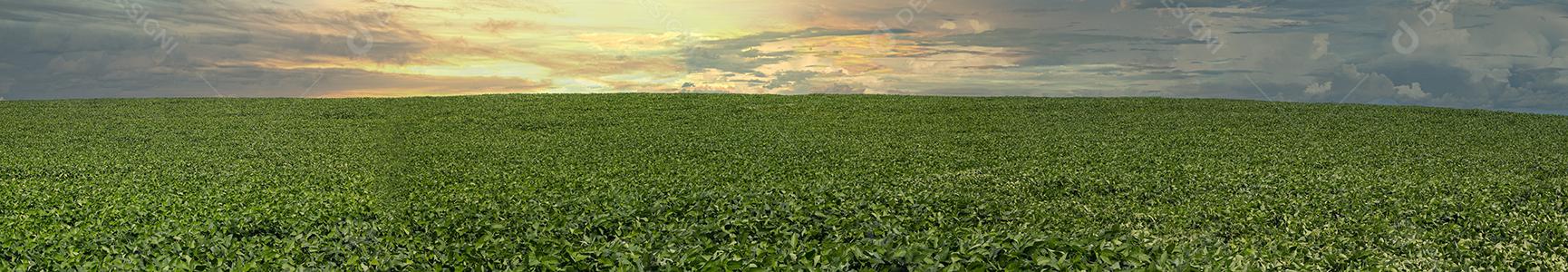 Fotos Plantação de soja agrícola no céu azul planta de soja verde crescente contra a luz solar