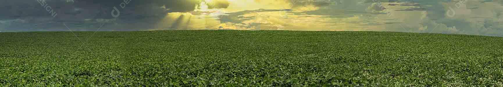 Fotos Plantação de soja agrícola no céu azul planta de soja verde crescente contra a luz solar