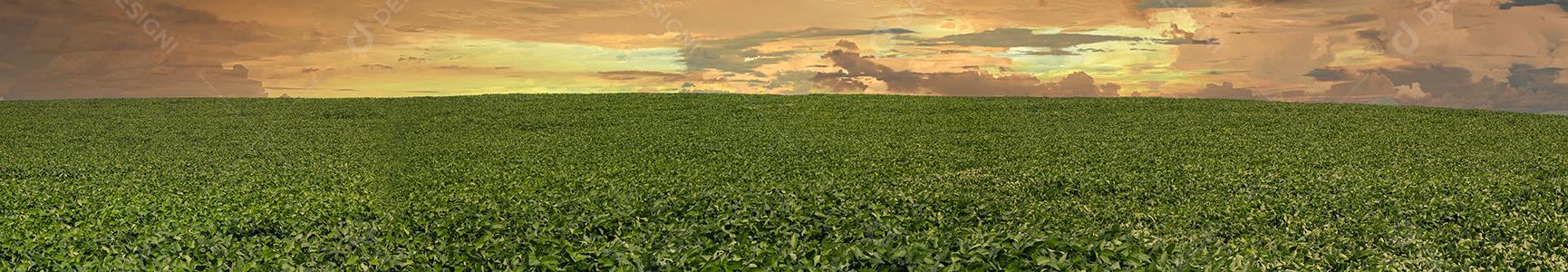 Fotos Plantação de soja agrícola no céu azul planta de soja verde crescente contra a luz solar