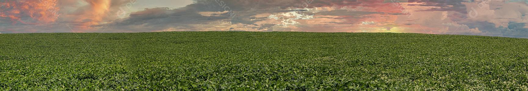Fotos Plantação de soja agrícola no céu azul planta de soja verde crescente contra a luz solar