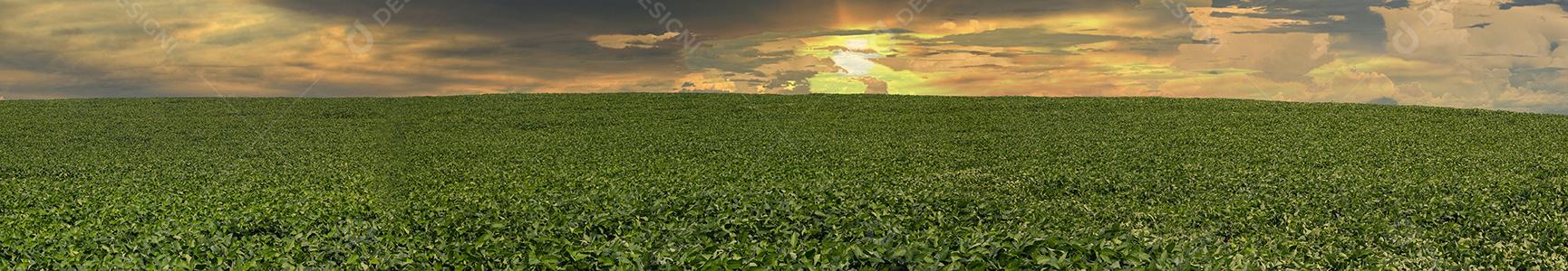 Fotos Plantação de soja agrícola no céu azul planta de soja verde crescente contra a luz solar