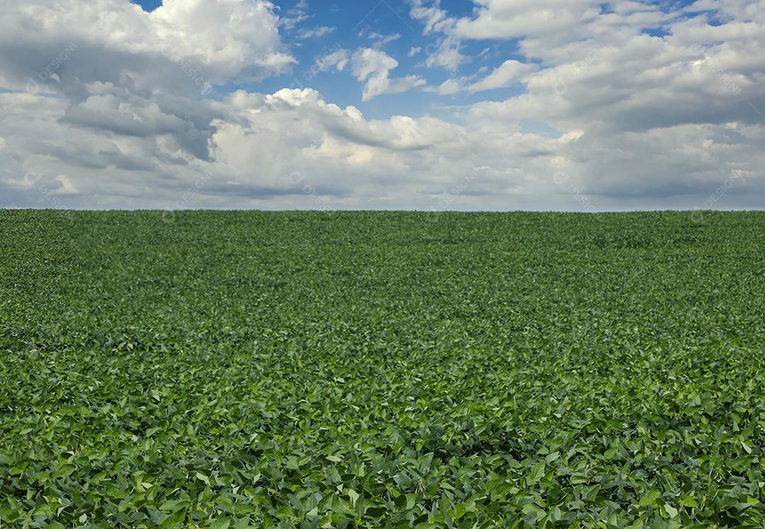 Fotos Plantação de soja agrícola no céu azul planta de soja verde crescente contra a luz solar