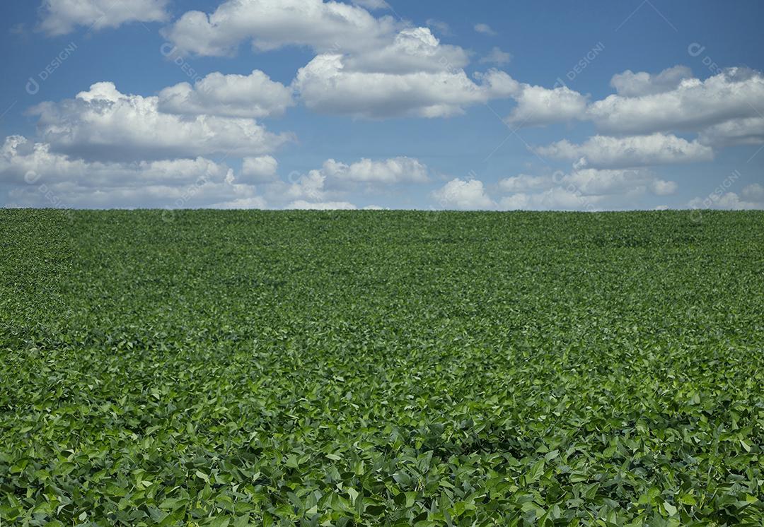 Fotos Plantação de soja agrícola no céu azul planta de soja verde crescente contra a luz solar