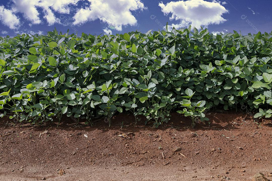 Fotos Plantação de soja agrícola no céu azul planta de soja verde crescente contra a luz solar