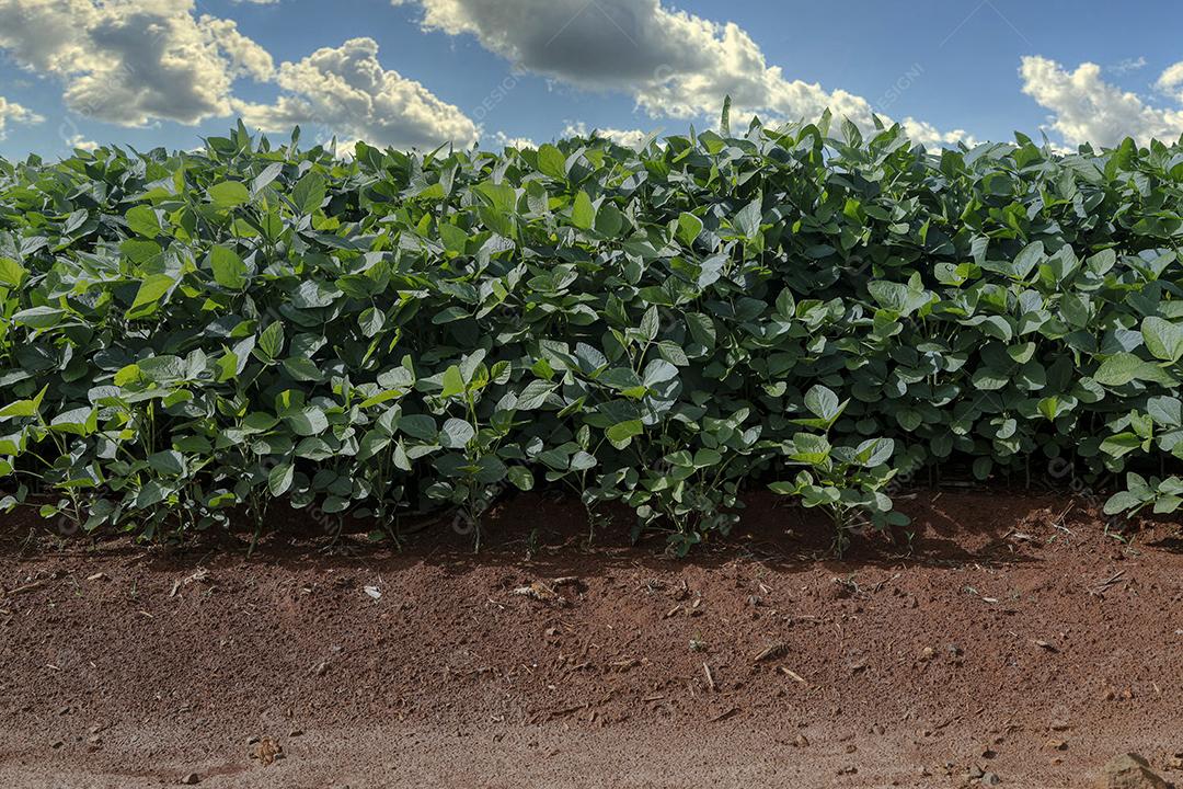 Fotos Plantação de soja agrícola no céu azul planta de soja verde crescente contra a luz solar