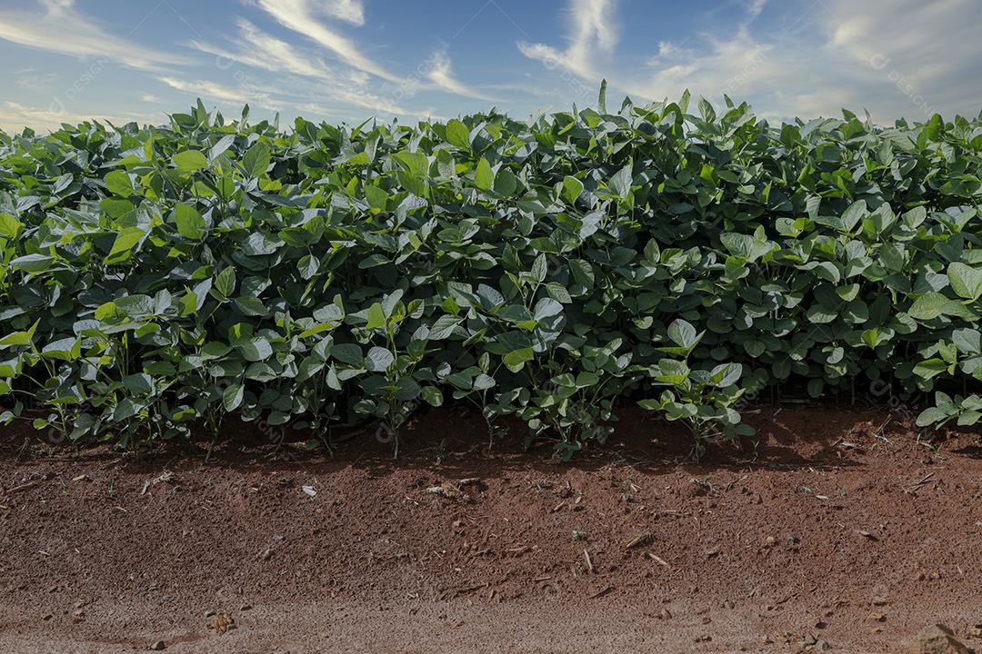 Fotos Plantação de soja agrícola no céu azul planta de soja verde crescente contra a luz solar
