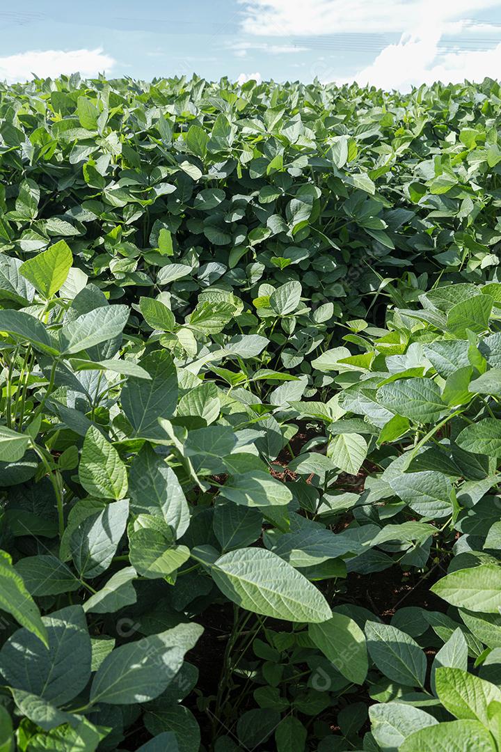 Fotos Plantação de soja agrícola no céu azul planta de soja verde crescente contra a luz solar