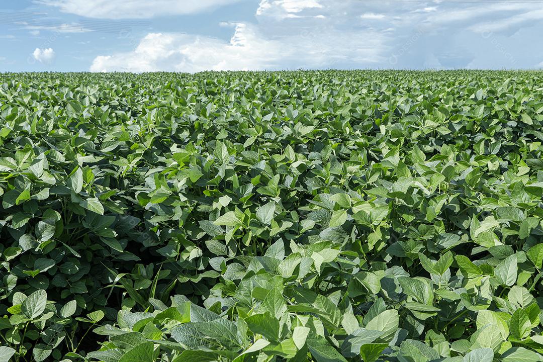 Fotos Plantação de soja agrícola no céu azul planta de soja verde crescente contra a luz solar