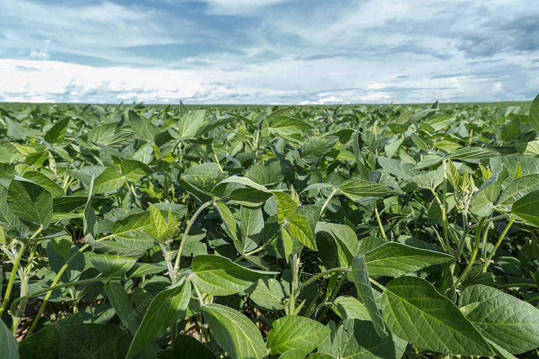 Fotos Plantação de soja agrícola no céu azul planta de soja verde crescente contra a luz solar