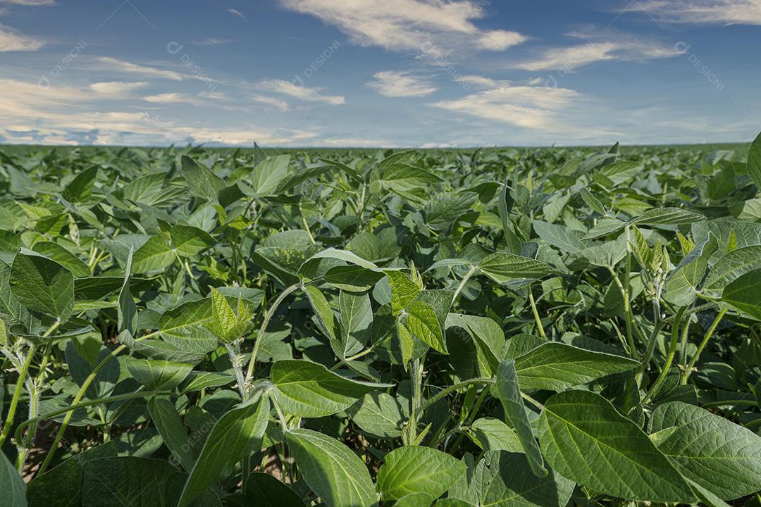 Fotos Plantação de soja agrícola no céu azul planta de soja verde crescente contra a luz solar