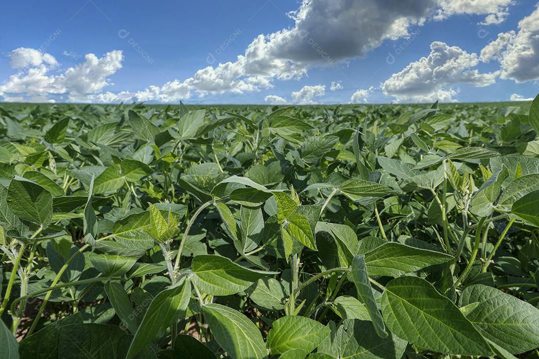 Fotos Plantação de soja agrícola no céu azul planta de soja verde crescente contra a luz solar