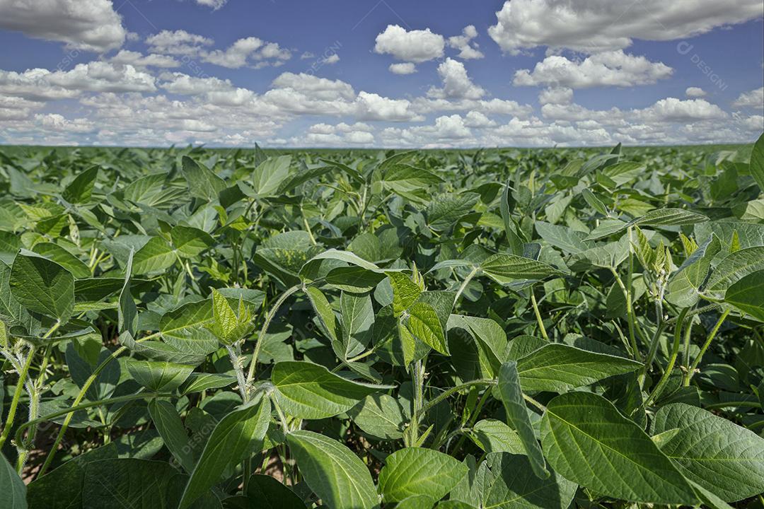 Fotos Plantação de soja agrícola no céu azul planta de soja verde crescente contra a luz solar