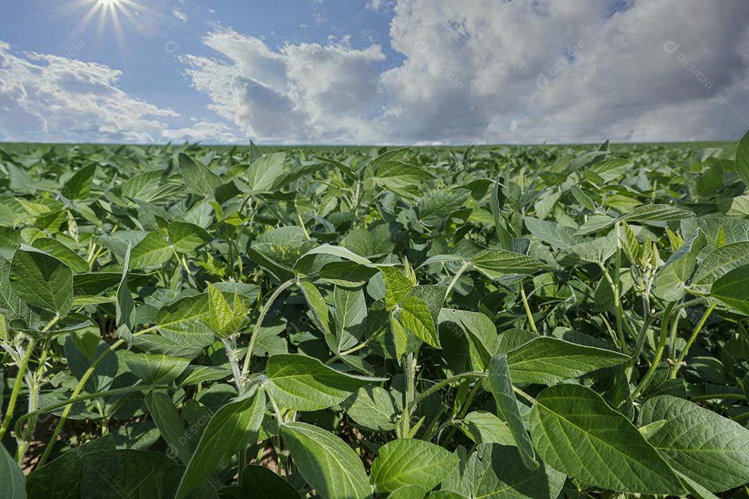 Fotos Plantação de soja agrícola no céu azul planta de soja verde crescente contra a luz solar