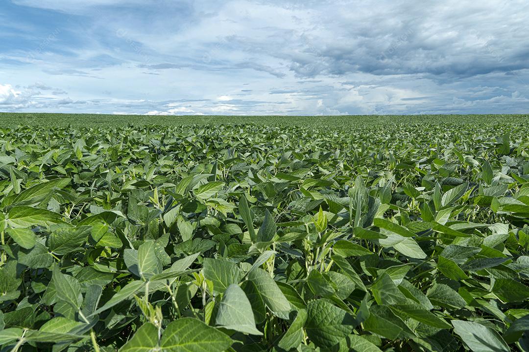 Fotos Plantação de soja agrícola no céu azul planta de soja verde crescente contra a luz solar