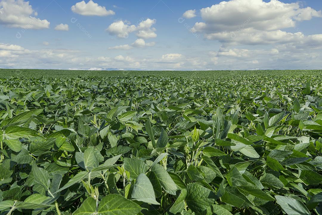 Fotos Plantação de soja agrícola no céu azul planta de soja verde crescente contra a luz solar