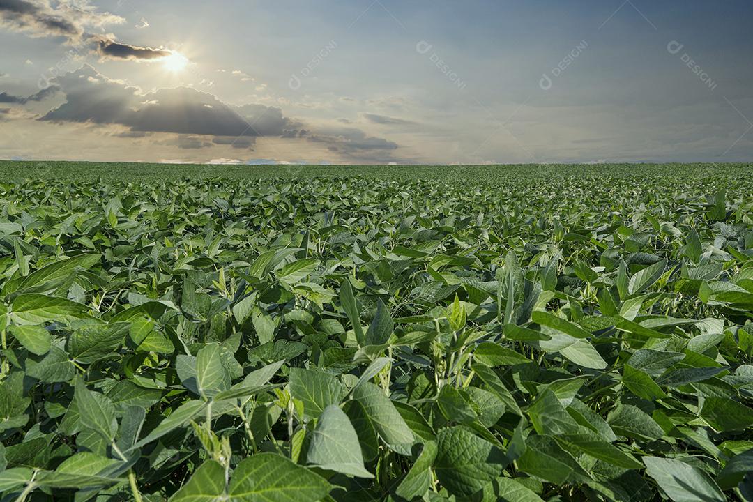 Fotos Plantação de soja agrícola no céu azul planta de soja verde crescente contra a luz solar