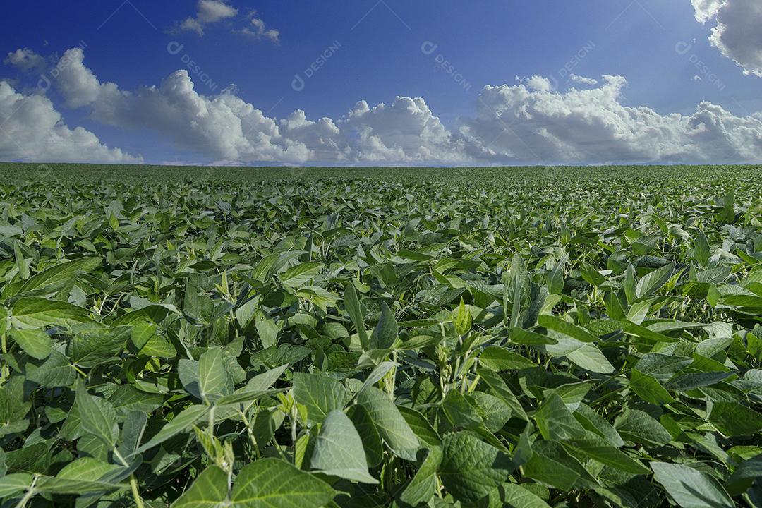 Pictures Agricultural soybean plantation on blue sky green soybean plant growing against sunlight