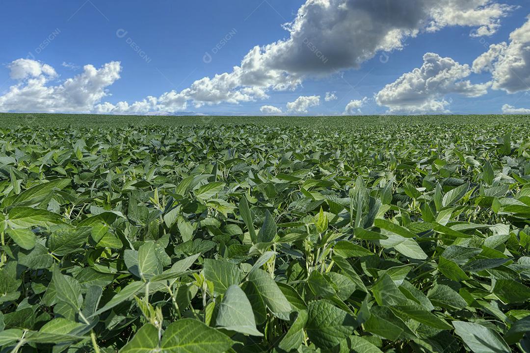 Fotos Plantação de soja agrícola no céu azul planta de soja verde crescente contra a luz solar