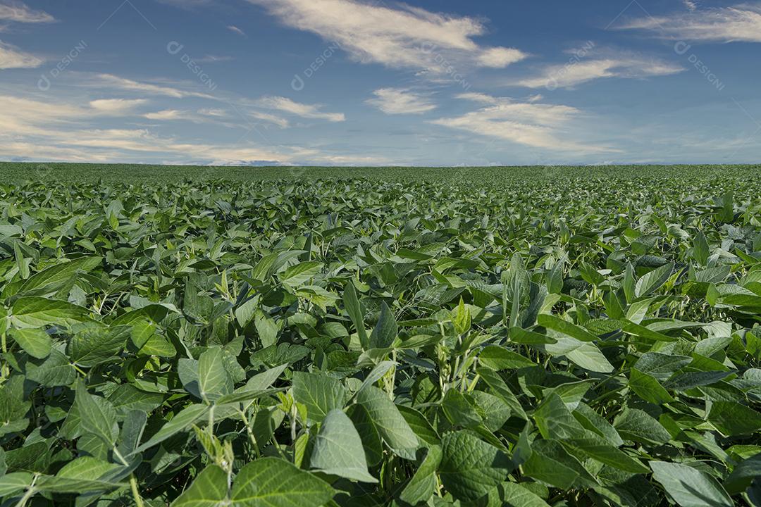 Fotos Plantação de soja agrícola no céu azul planta de soja verde crescente contra a luz solar