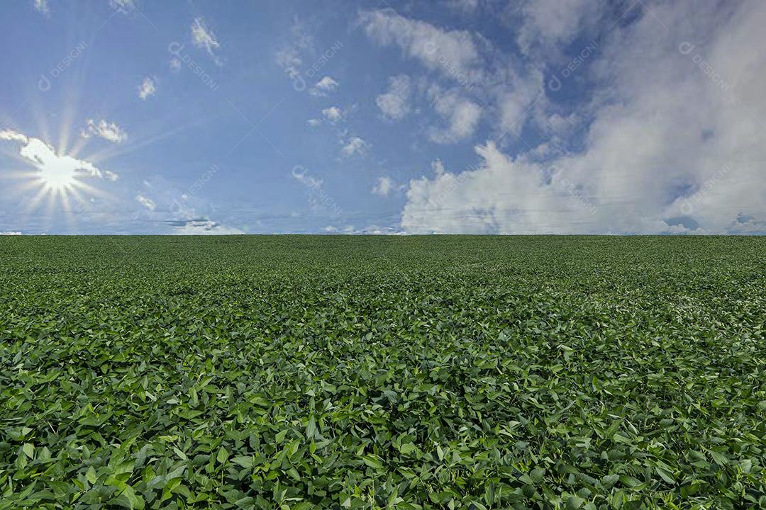 Fotos Plantação de soja agrícola no céu azul planta de soja verde crescente contra a luz solar