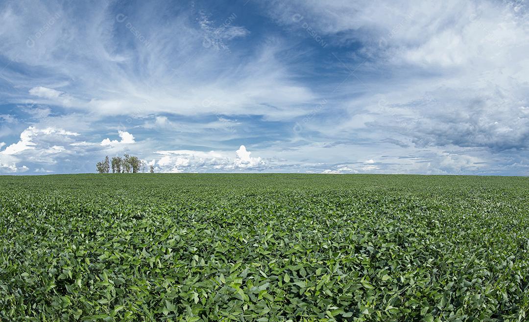 Fotos Plantação de soja agrícola no céu azul planta de soja verde crescente contra a luz solar