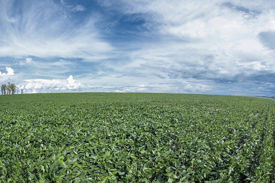 Fotos Plantação de soja agrícola no céu azul planta de soja verde crescente contra a luz solar