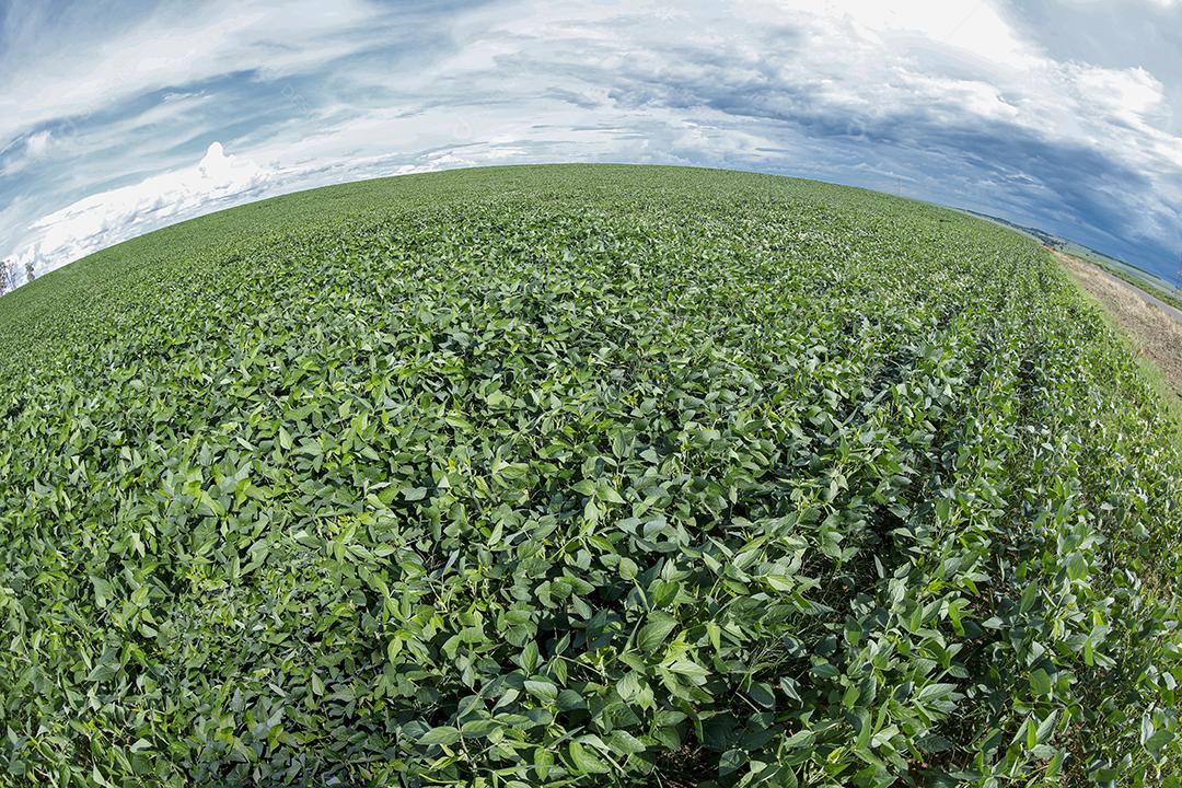 Fotos Plantação de soja agrícola no céu azul planta de soja verde crescente contra a luz solar