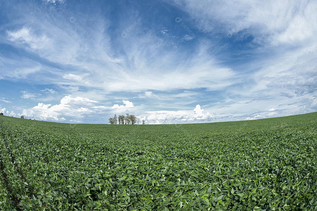 Fotos Plantação de soja agrícola no céu azul planta de soja verde crescente contra a luz solar