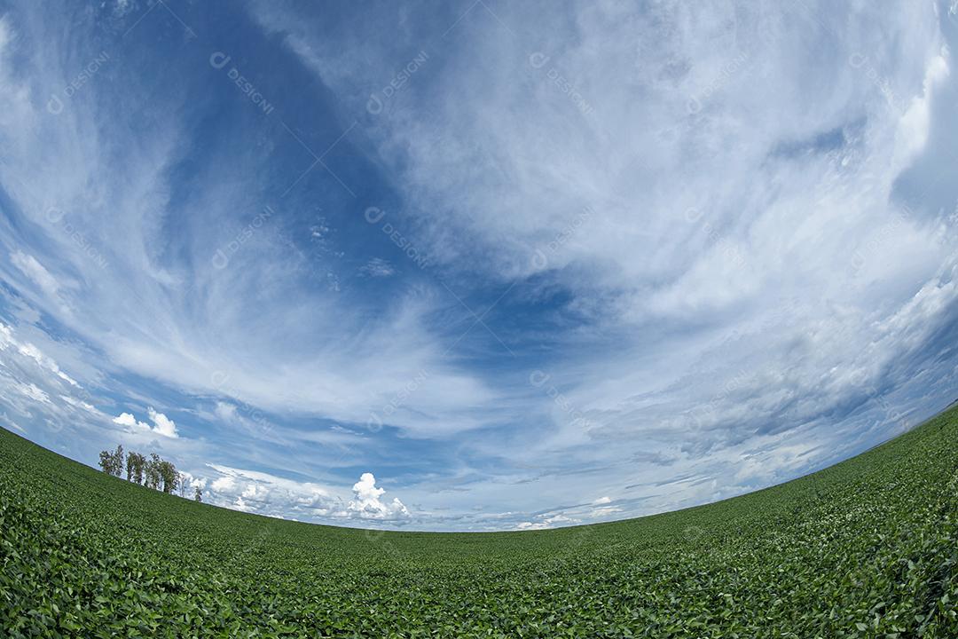 Fotos Plantação de soja agrícola no céu azul planta de soja verde crescente contra a luz solar