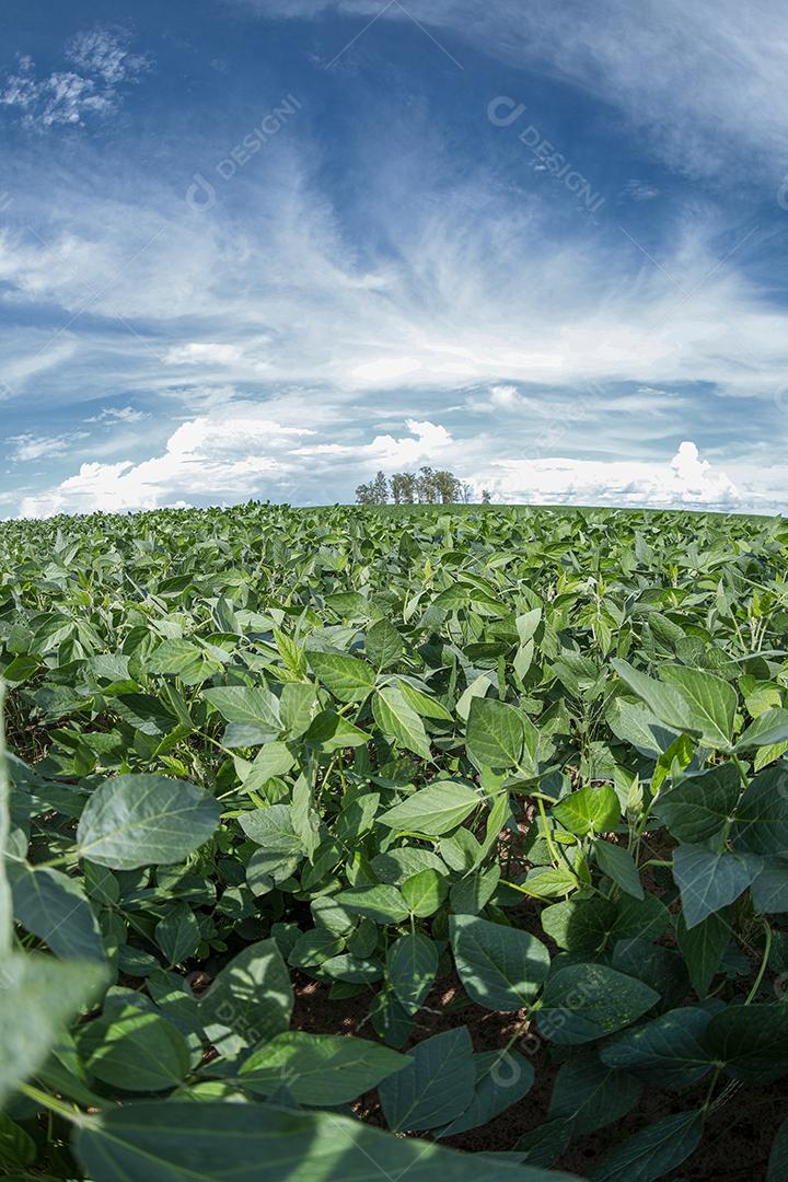 Fotos Plantação de soja agrícola no céu azul planta de soja verde crescente contra a luz solar