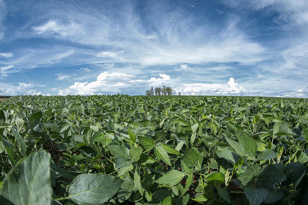 Fotos Plantação de soja agrícola no céu azul planta de soja verde crescente contra a luz solar