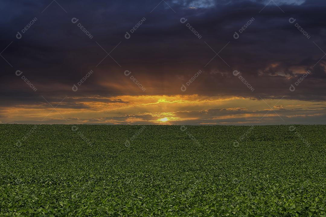 Fotos Plantação de soja agrícola no céu azul planta de soja verde crescente contra a luz solar