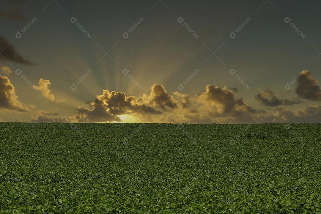Fotos Plantação de soja agrícola no céu azul planta de soja verde crescente contra a luz solar